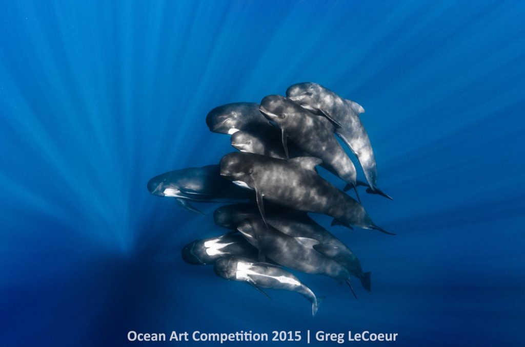 1st-p-ocean-art-2015-greg-lecoeur-1200_sm