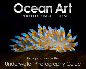 Ocean Art logo 1024_sm