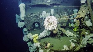 An anti-aircraft deck gun covered by large glass sponge on the Independence.Photo: NOAA