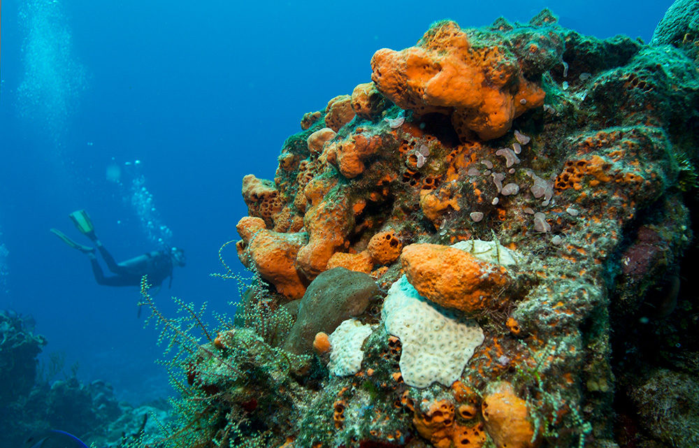 John Chatterton: Portrait of a Shadow Diver | California Diver Magazine