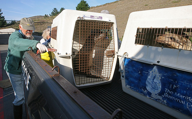 Animal rescuers and advocates seek donations, volunteers to help sick sea  lions – Daily News
