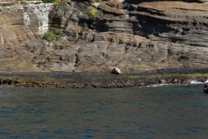 An endangered Monk Seal relaxes on the shores of Ni’ihau