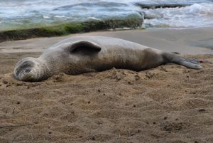Monk Seals are endangered and protected