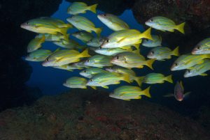 A school of fish congregating beneath a rocky overhang
