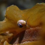 We found some interesting macro life, like this snail on a Kelp frond