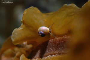 We found some interesting macro life, like this snail on a Kelp frond
