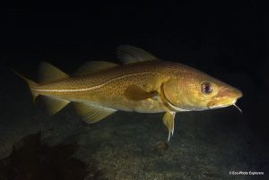 An Atlantic Cod on the Strytan dive site in Iceland
