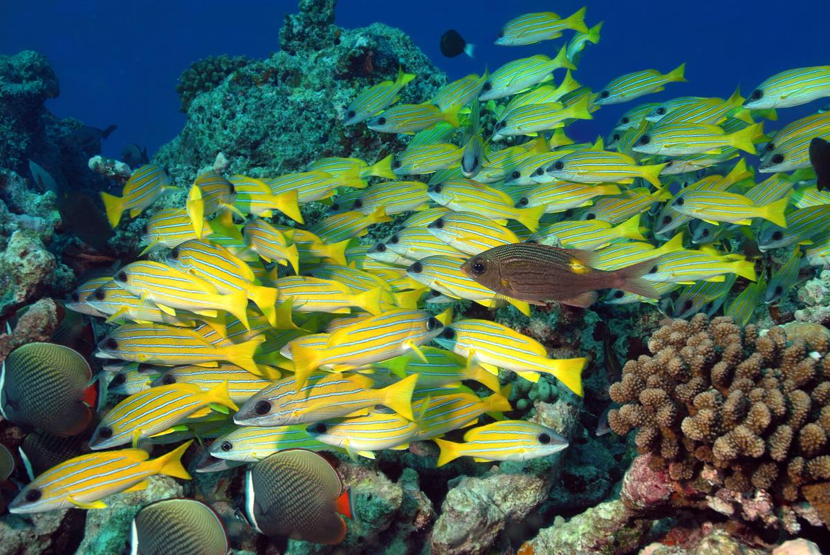 Hurray for Huraa: A Maldives Diving Escape | California Diver Magazine