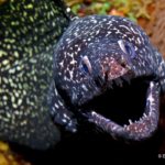 A Spotted Moray eel warily poses for the camera