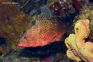 Red Hind can be found anywhere from shallow inshore reefs to deep water reefs