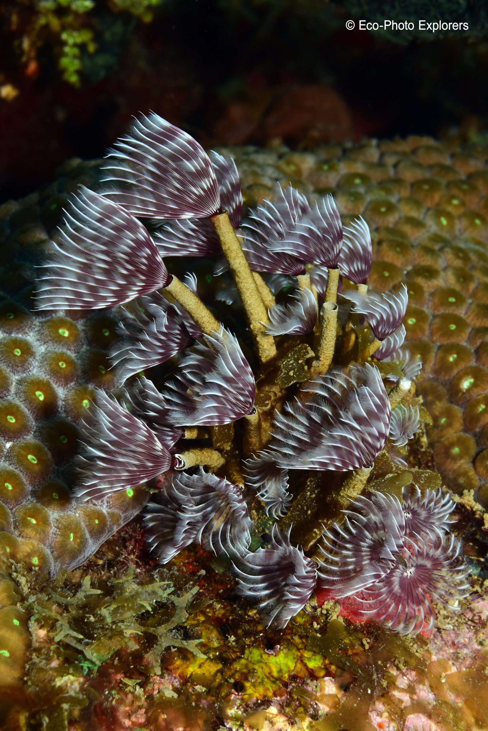 A cluster of Feather Duster Worms