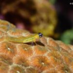 A Peppermint Goby perched on a coral head