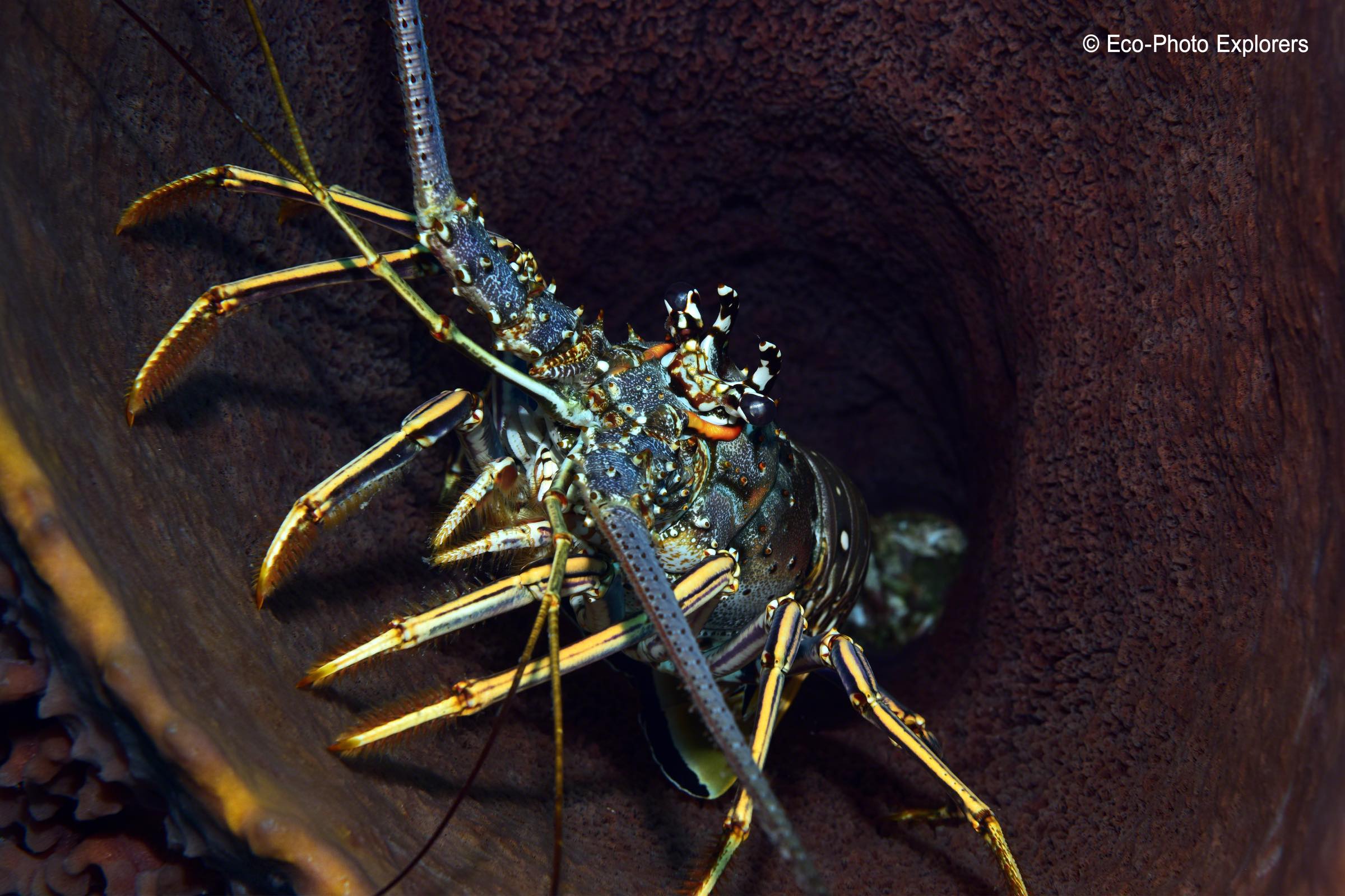 Spiny Lobster inside a barrel sponge