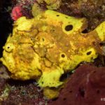 An Ocellated Frogfish relies on stealth to hunt