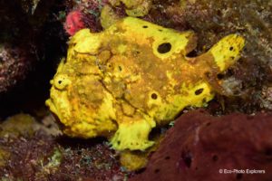 An Ocellated Frogfish relies on stealth to hunt