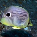 The Four-Eye Butterflyfish is common throughout the Caribbean.
