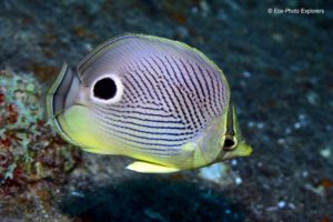The Four-Eye Butterflyfish is common throughout the Caribbean.