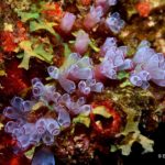 A cluster of Tunicates