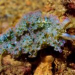 A Nudibranch known as the Lettuce Sea Slug