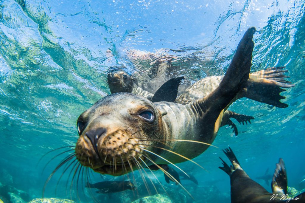 Diving with Whale Sharks in the Bay of La Paz | California Diver Magazine