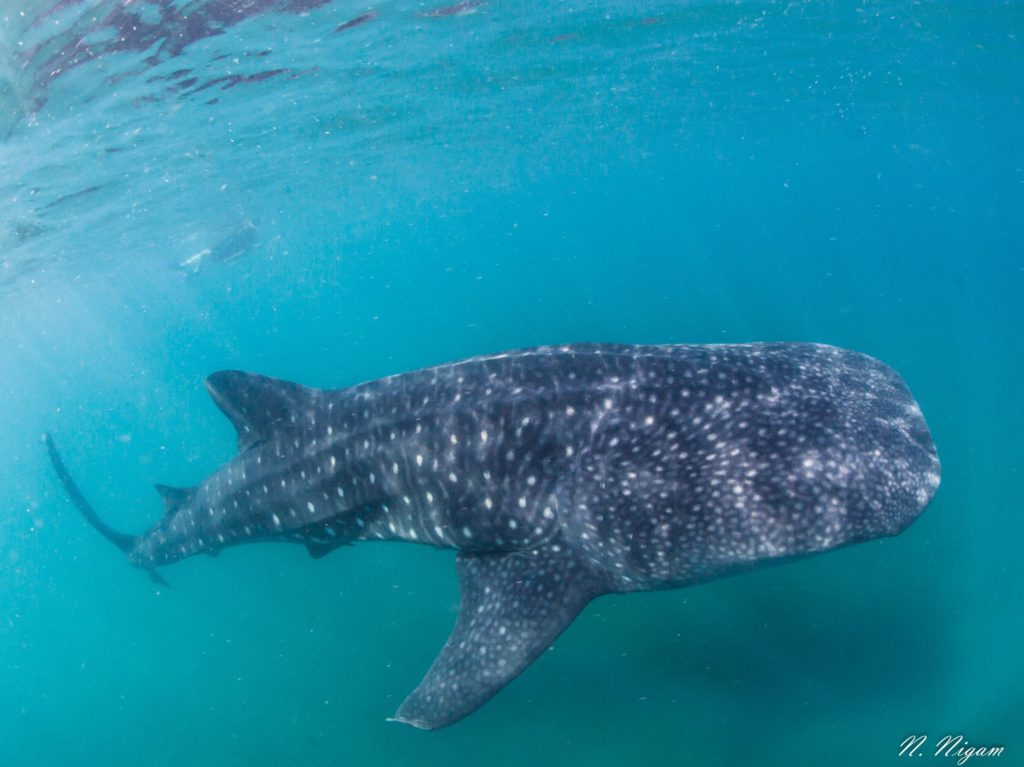 Diving with Whale Sharks in the Bay of La Paz | California Diver Magazine