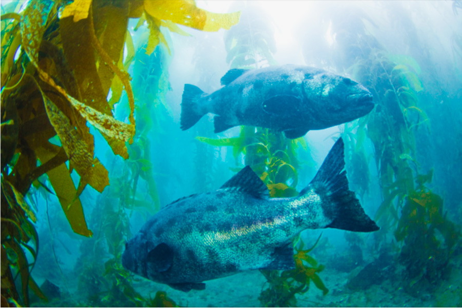 Giant Sea Bass, Online Learning Center