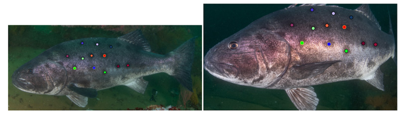 Giant Sea Bass, Online Learning Center