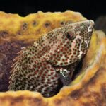 A Red Hind peeks from the shelter of a barrel sponge