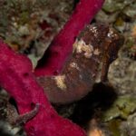 The Longsnout Sea Horse is a shy denizen of the reefs