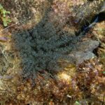 A group of Pederson’s Shrimp surround a Corkscrew Anemone